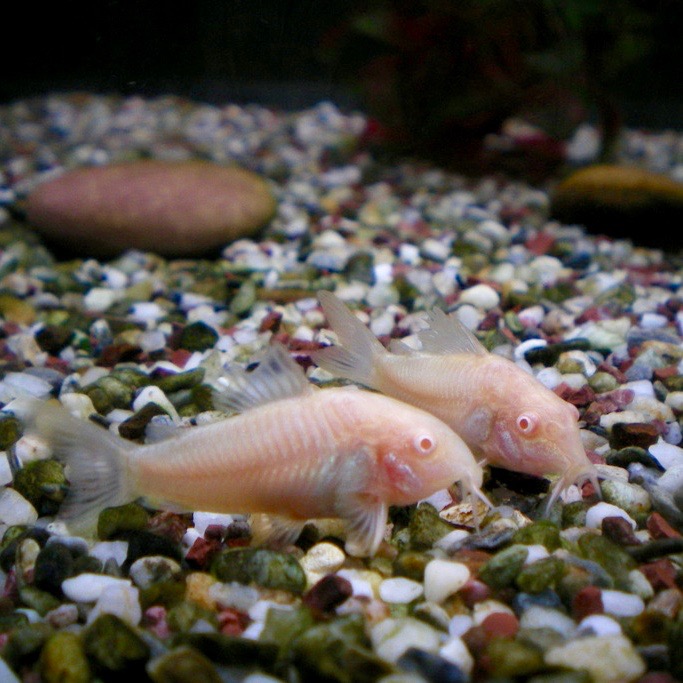 Corydoras albino  Pantsermeerval L